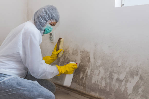 Best Residential Mold Removal  in Thibodaux, LA