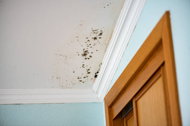 Best Toxic Mold Removal  in Thibodaux, LA