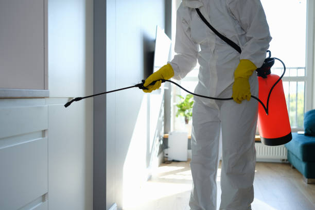 Best Mold Damage Repair  in Thibodaux, LA