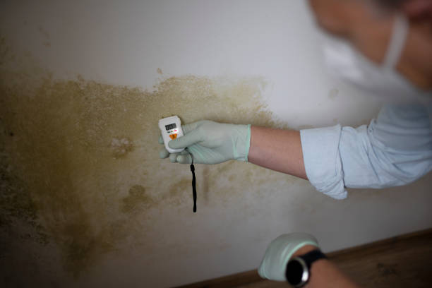 Best Attic Mold Removal  in Thibodaux, LA