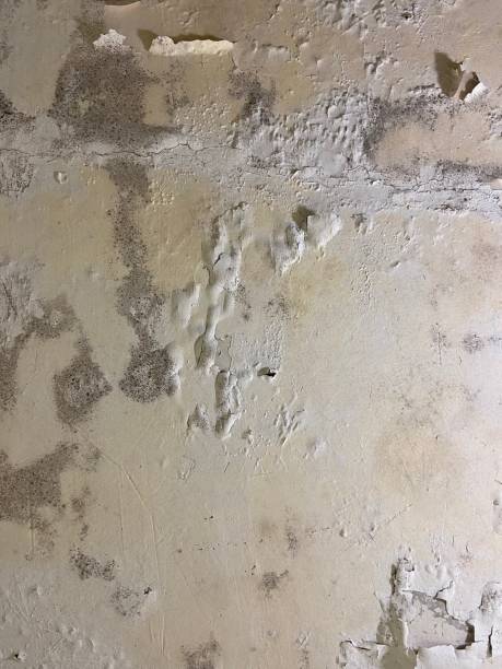 Best Commercial Mold Removal  in Thibodaux, LA