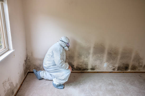 Best Mold Cleaning Services  in Thibodaux, LA
