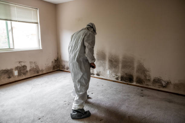 Mold Removal and Inspection in Thibodaux, LA