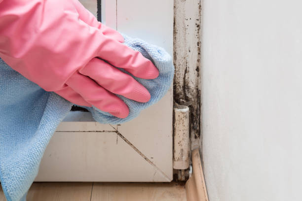 Best Mold Cleaning Services  in Thibodaux, LA
