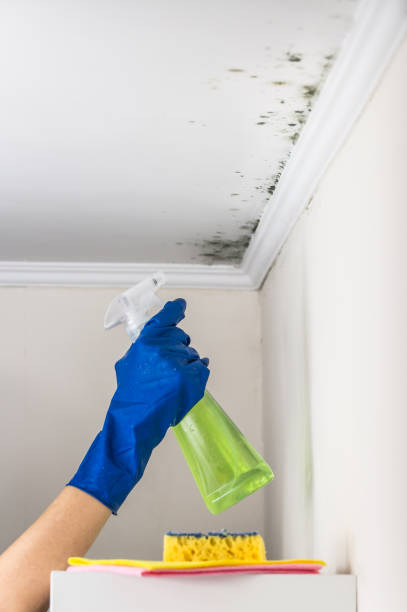 Best Same-Day Mold Removal  in Thibodaux, LA